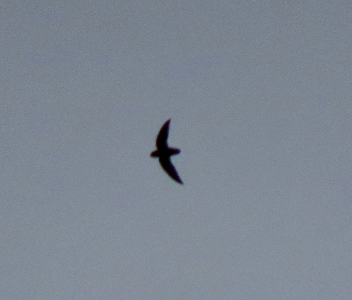 Short-tailed Swift - ML643058755