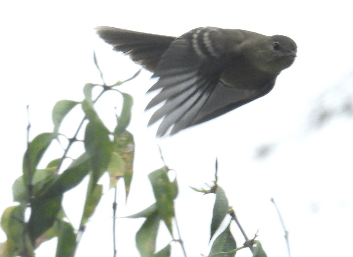 Highland Elaenia - ML643058759