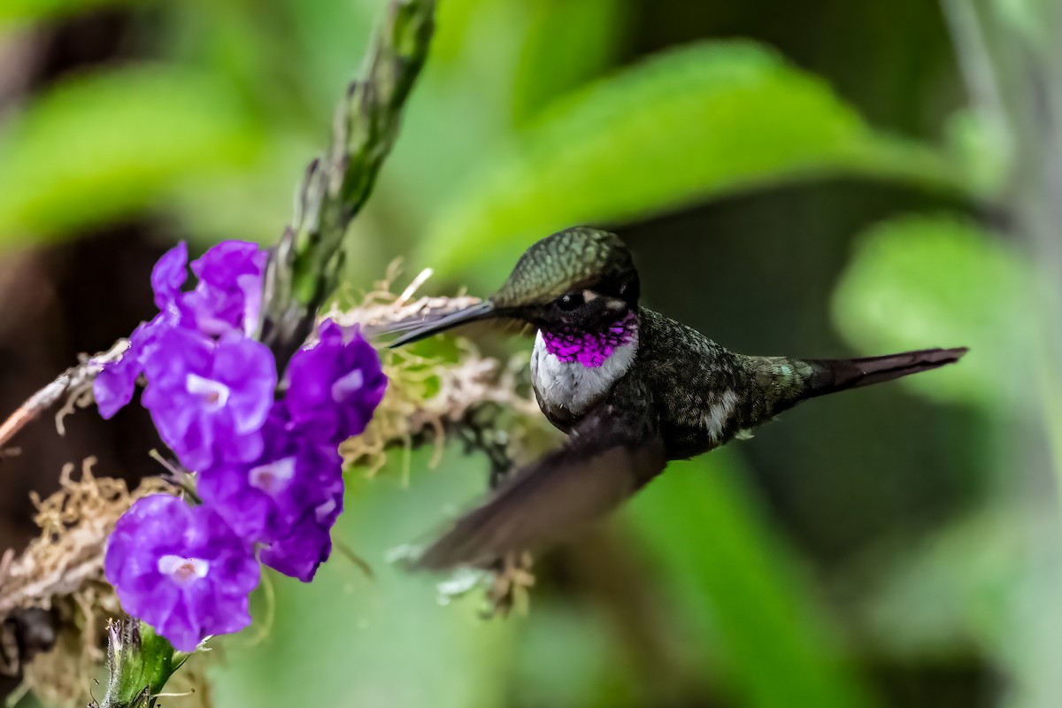 Purple-throated Woodstar - ML643058778