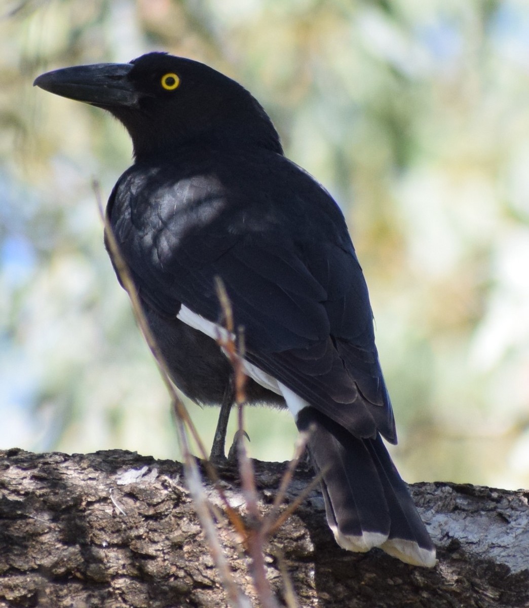 Pied Currawong - ML643058783