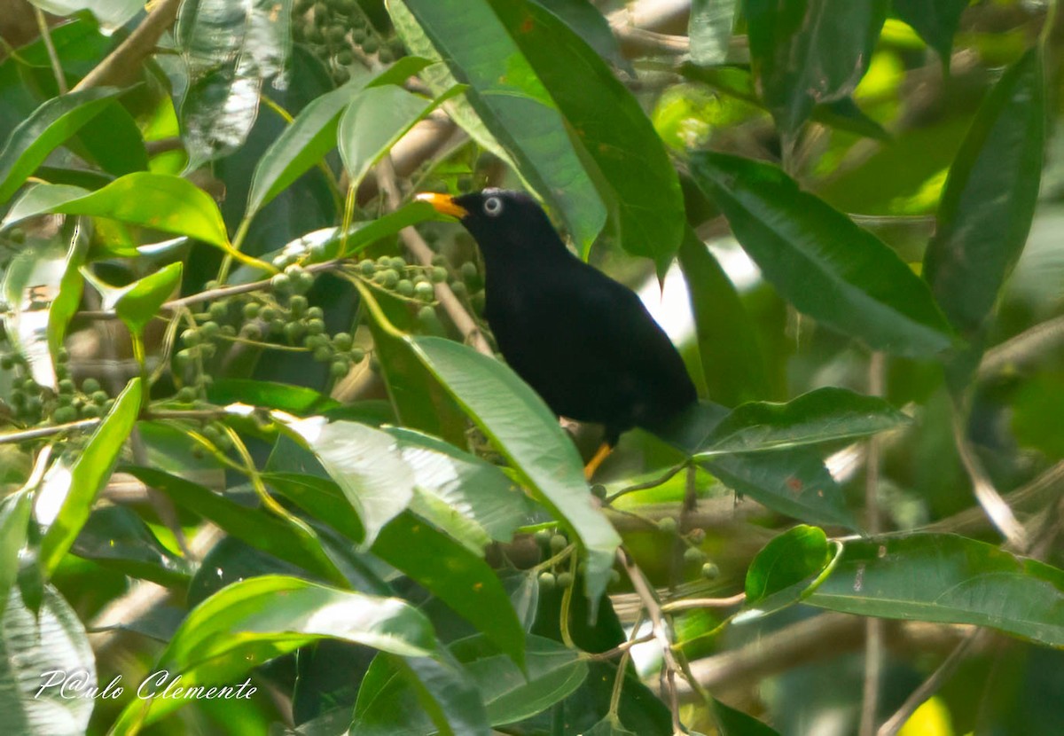 Pale-eyed Thrush - ML643058786