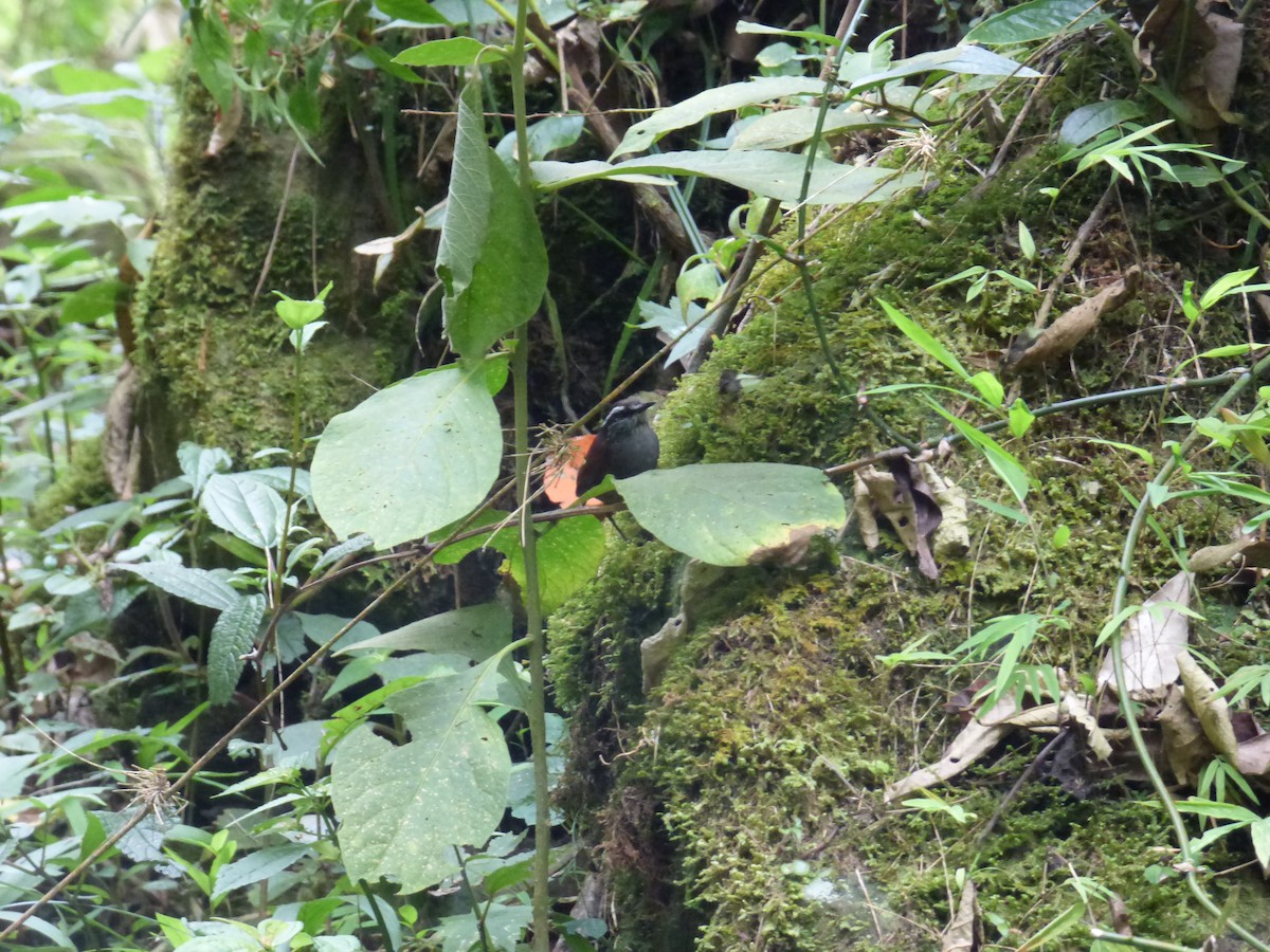 Gray-breasted Wood-Wren - ML643058790