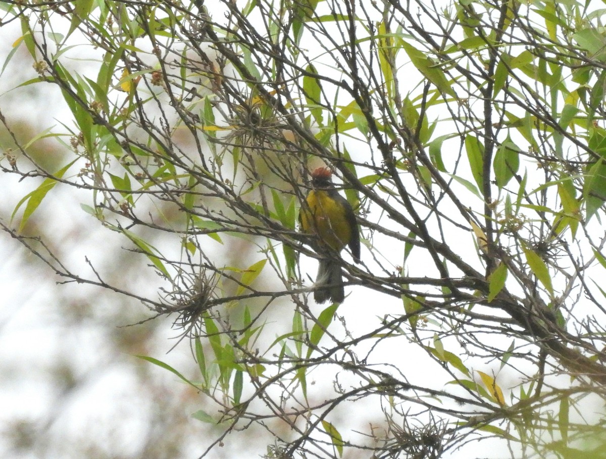 Brown-capped Redstart - ML643058793