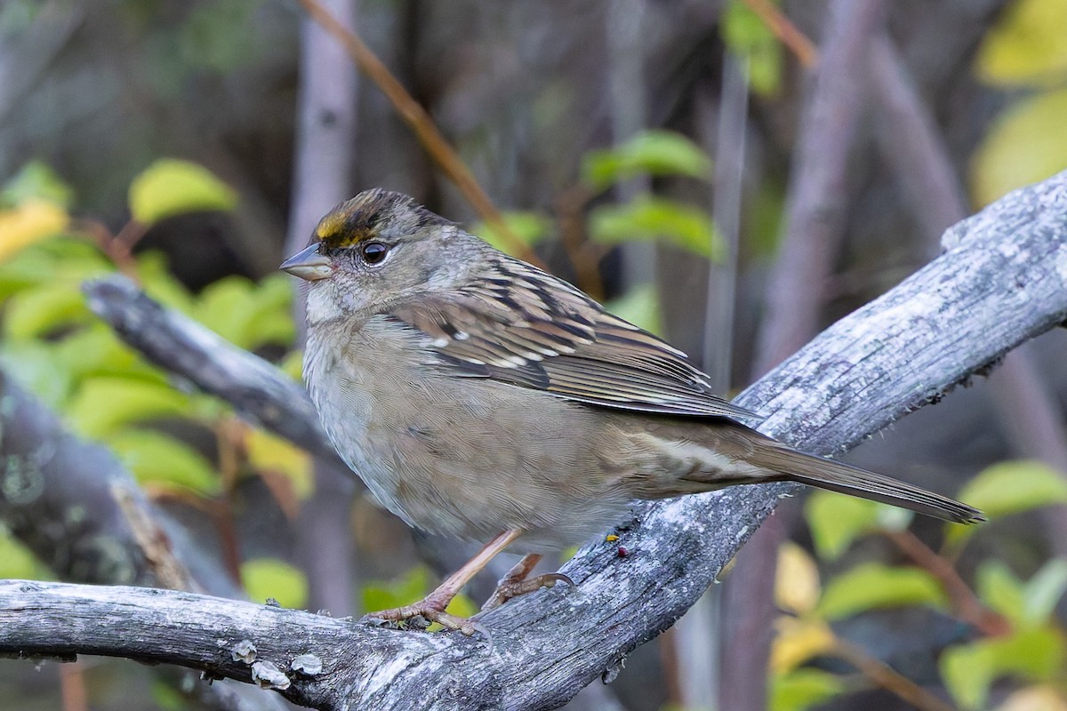 Bruant à couronne dorée - ML643058818