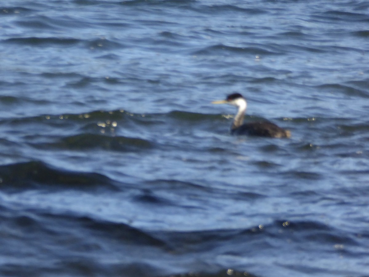 Western Grebe - ML643058819