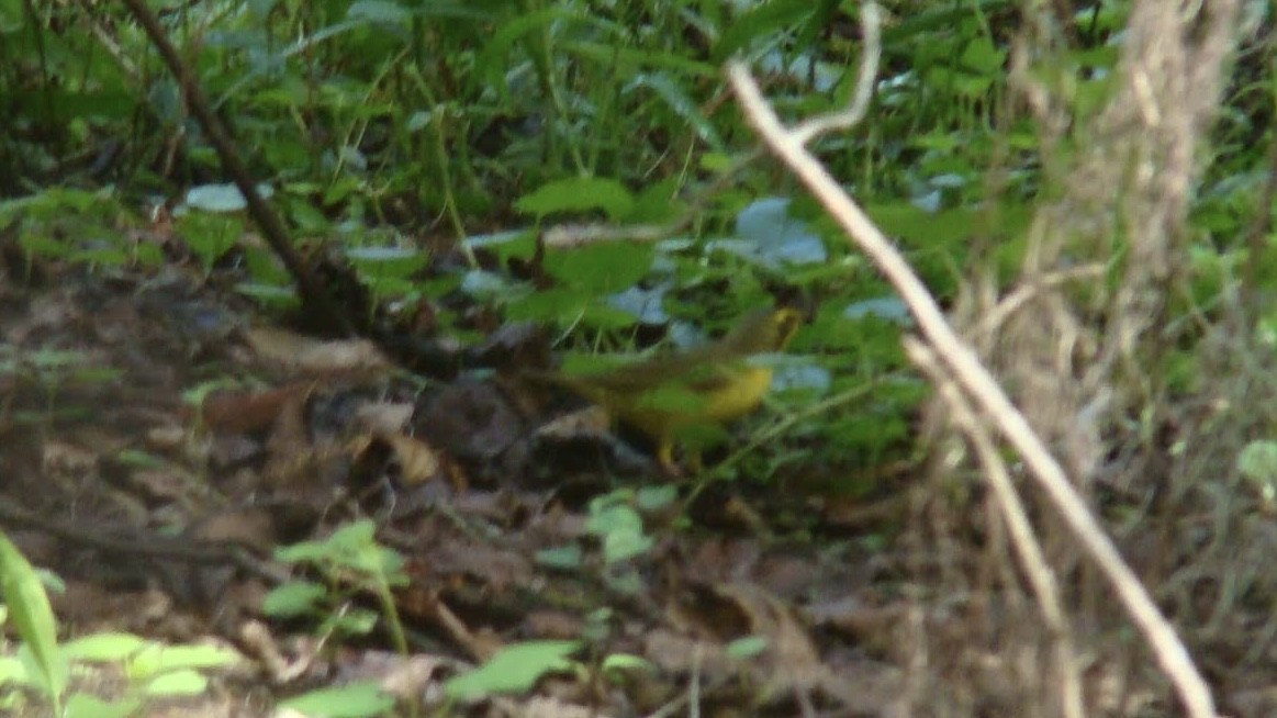 Kentucky Warbler - ML643058822