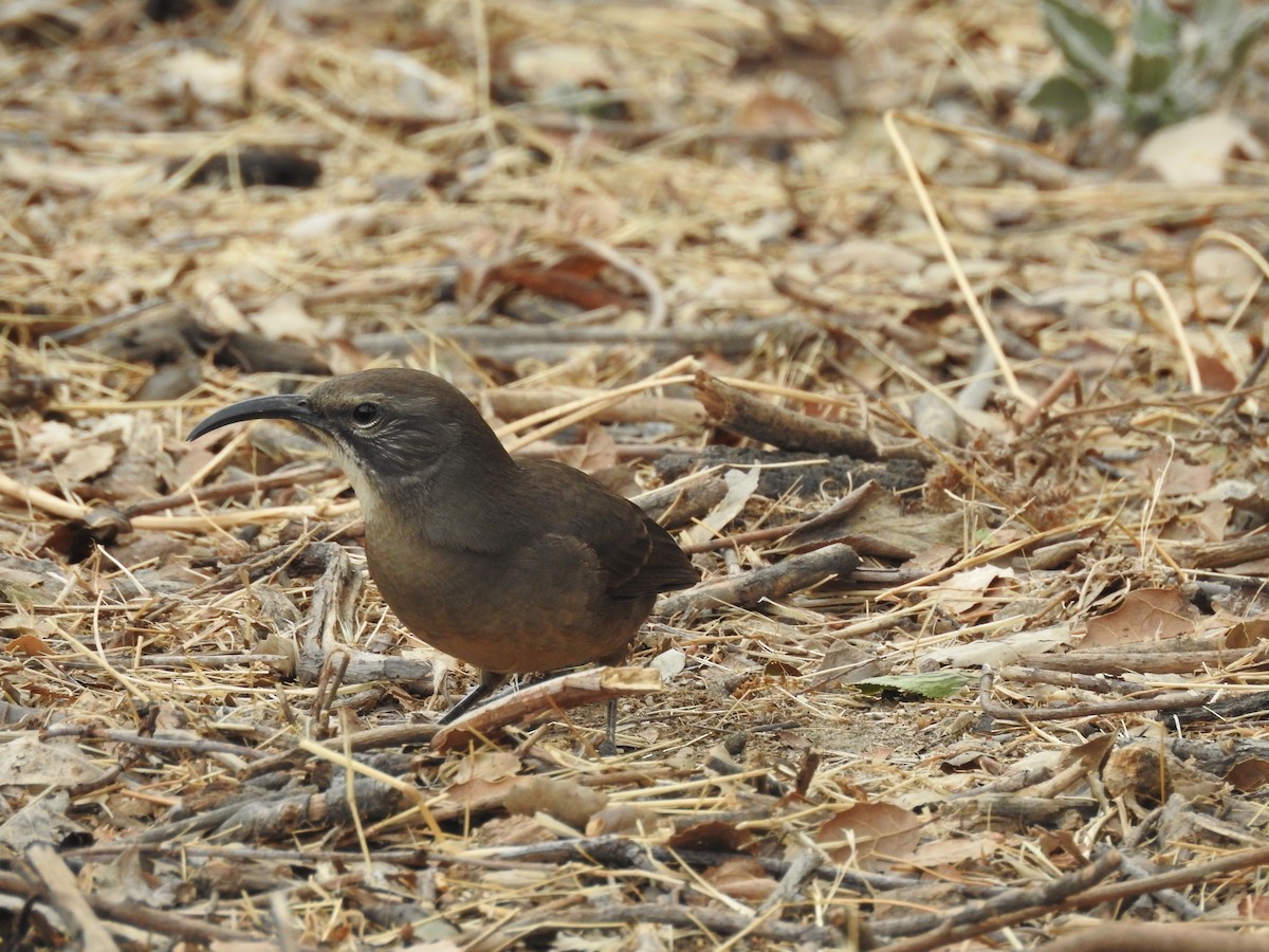 California Thrasher - ML643058824