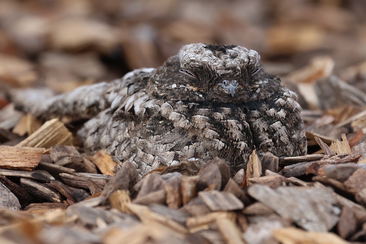 Common Poorwill - ML643058827