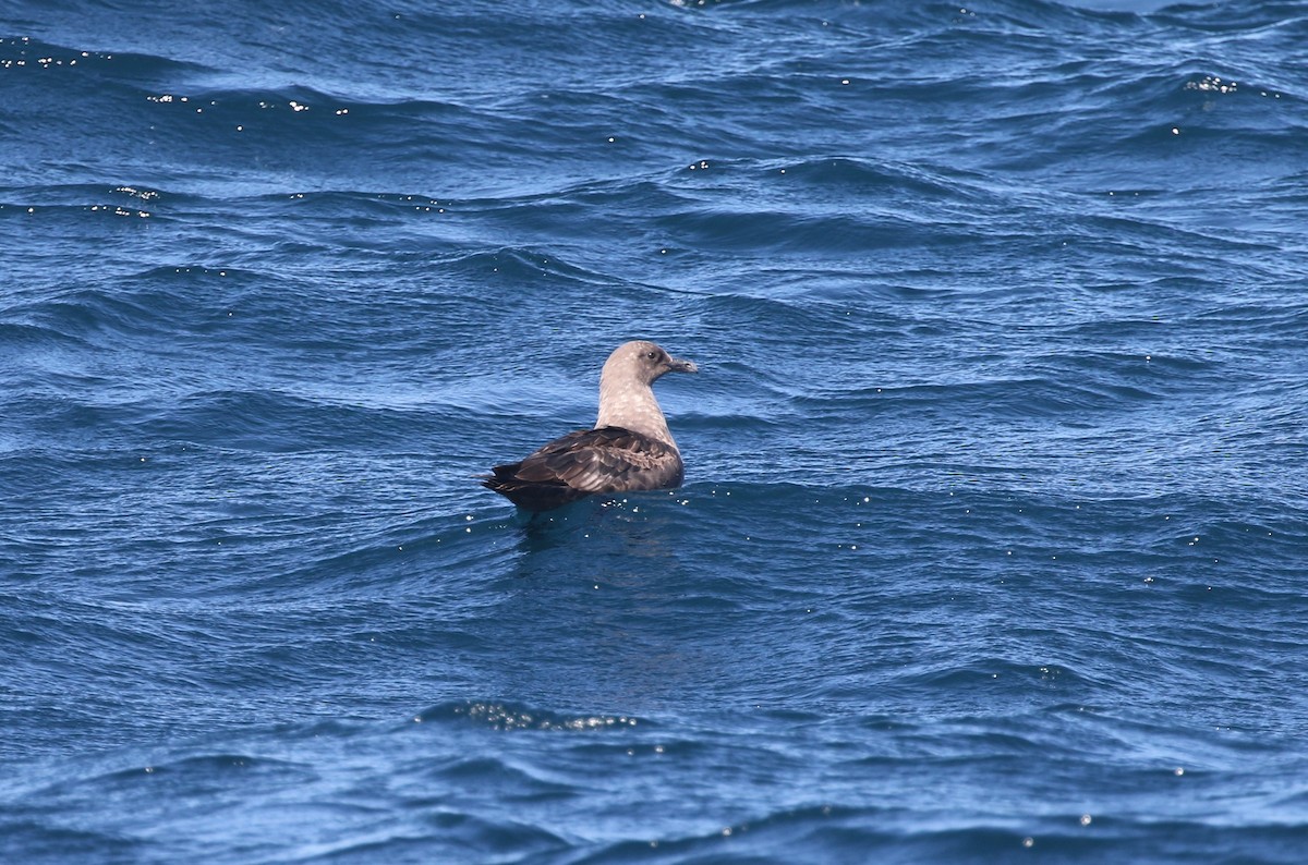 South Polar Skua - ML643058836