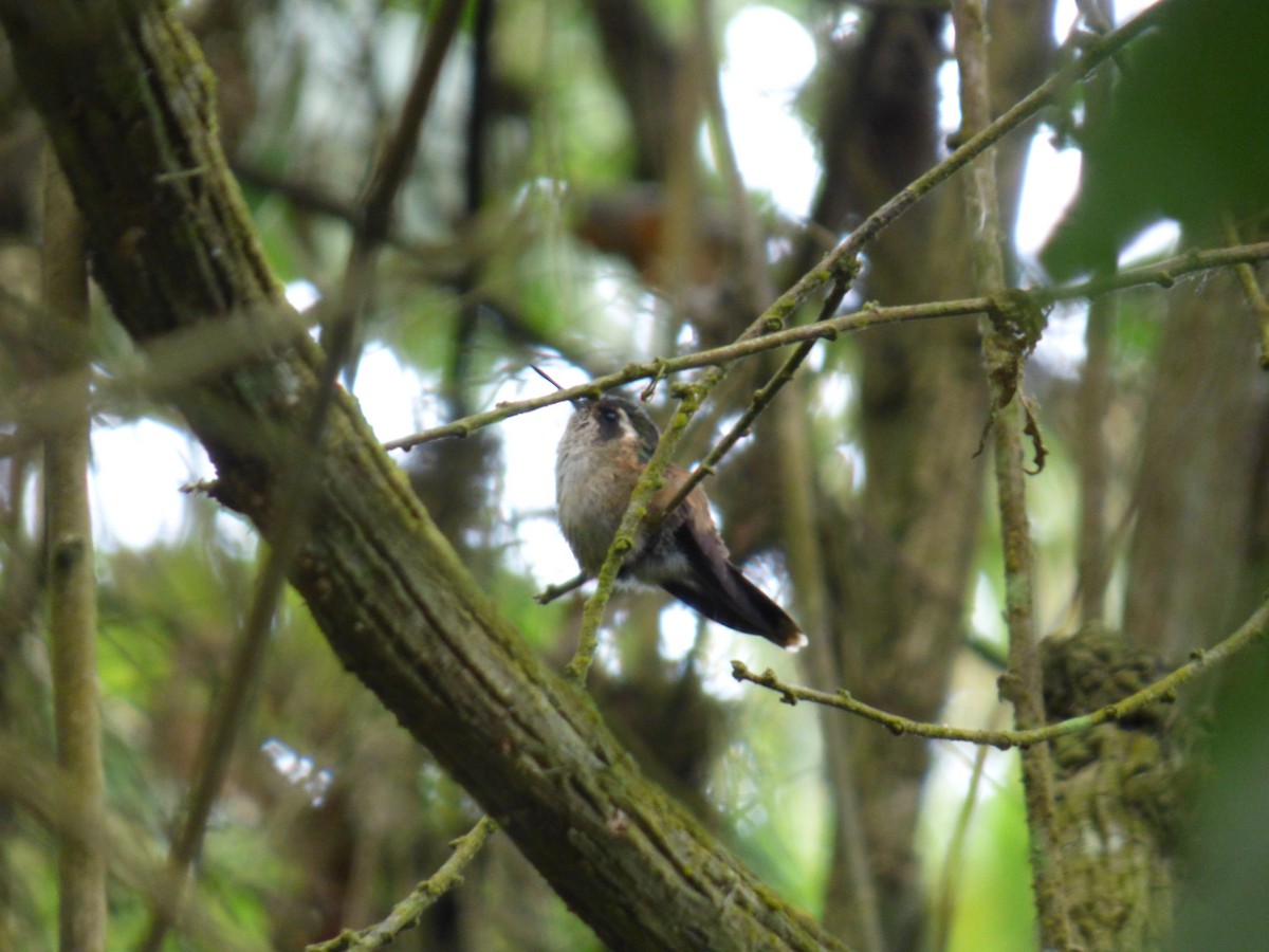 Speckled Hummingbird - ML643058837
