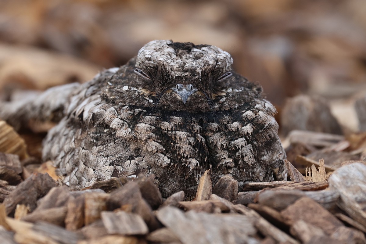 Common Poorwill - ML643058839