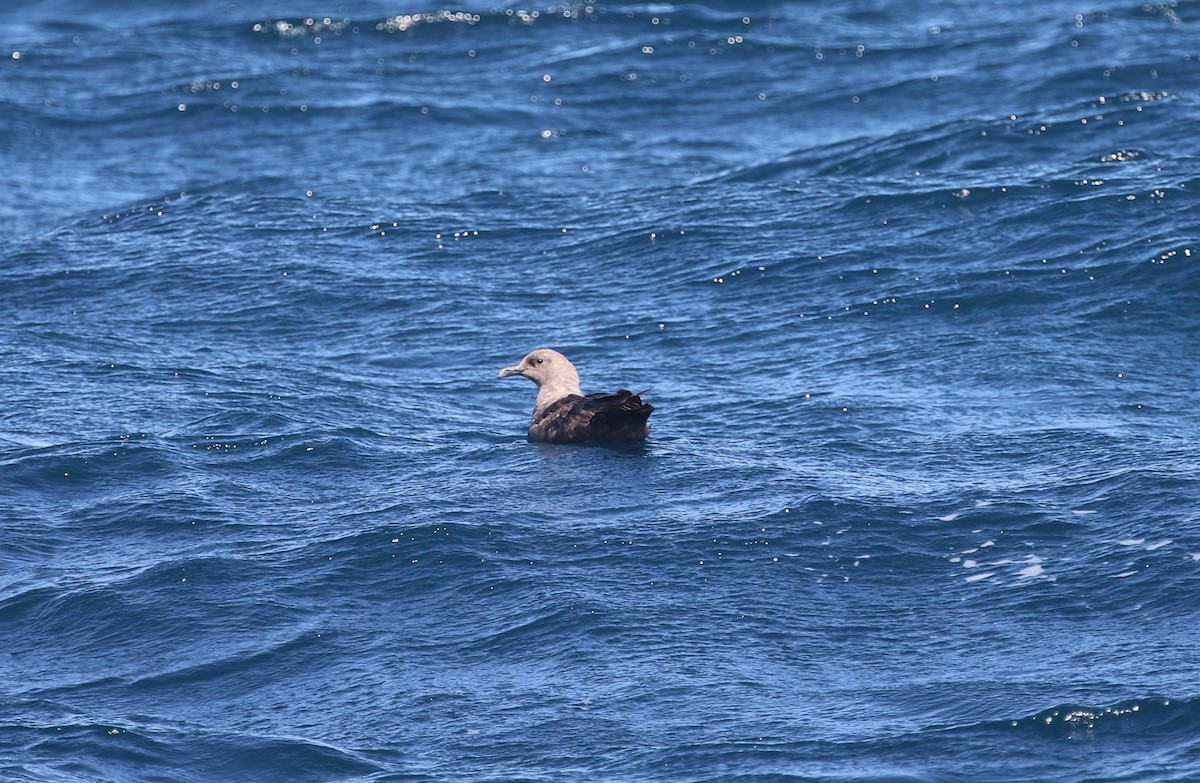 South Polar Skua - ML643058843