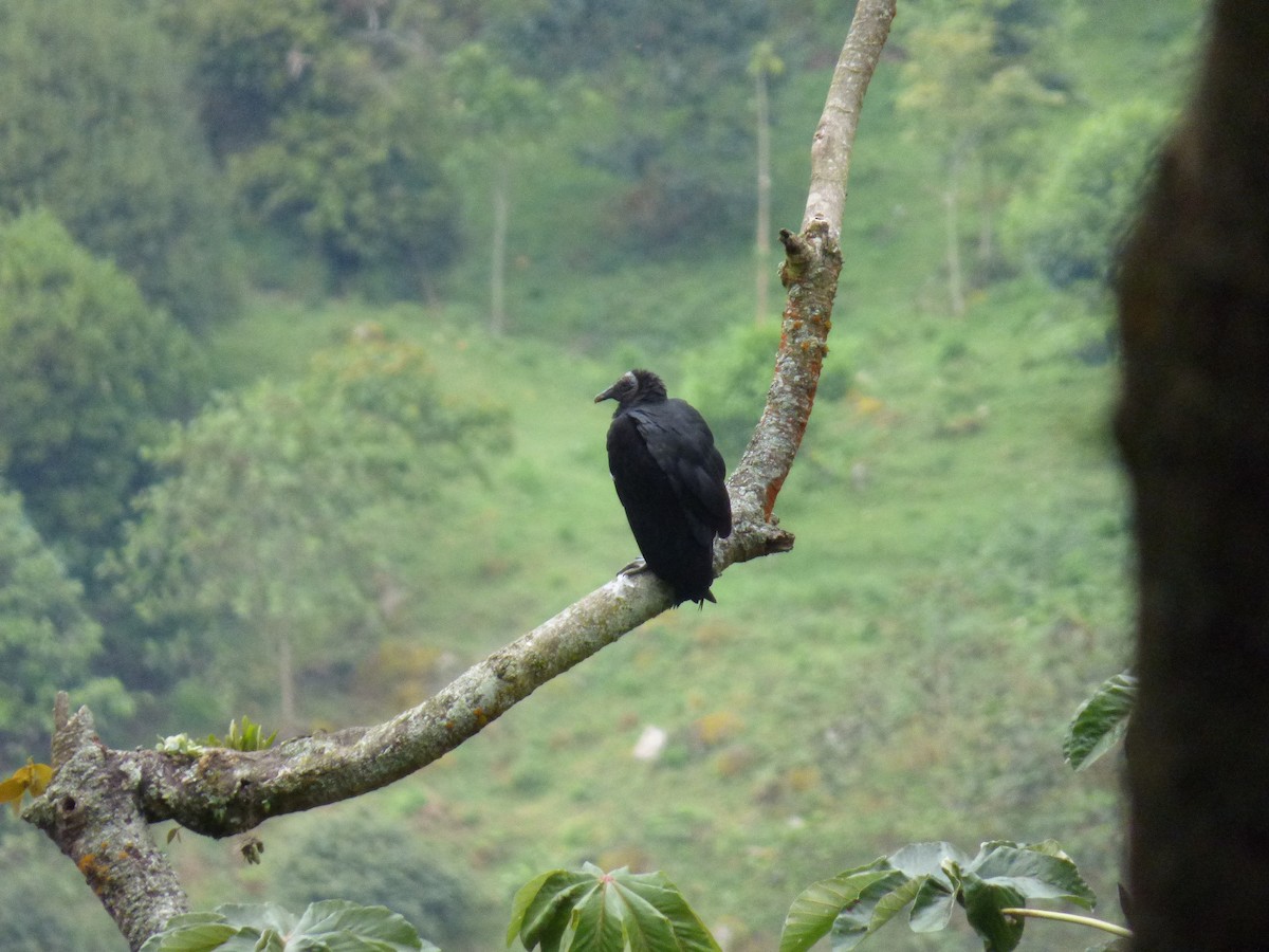Black Vulture - ML643058856