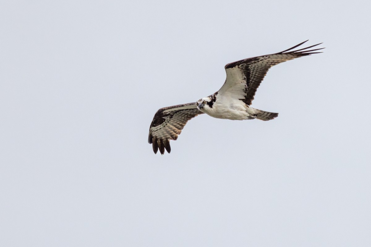 orlovec říční - ML643058857