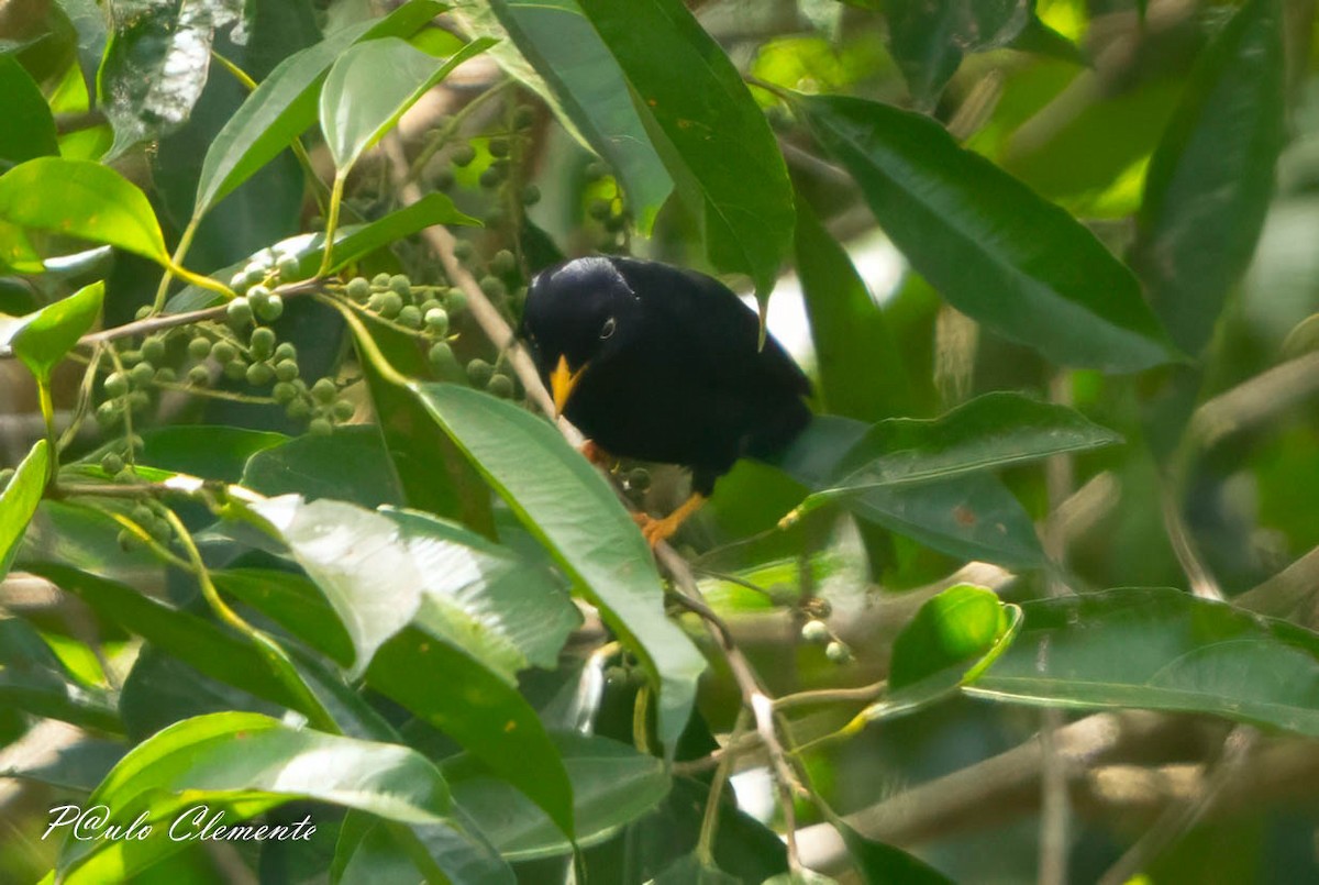 Pale-eyed Thrush - ML643058859