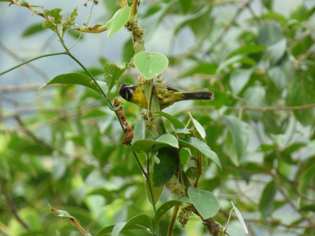 Moustached Brushfinch - ML643058875