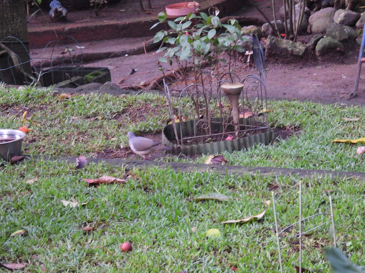 White-tipped Dove - ML643058876