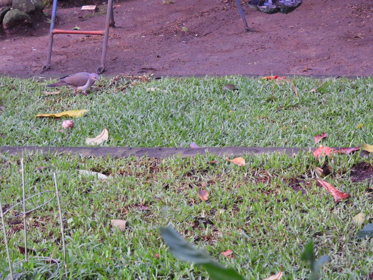 White-tipped Dove - ML643058877