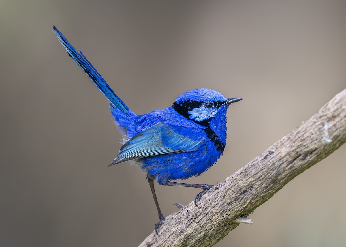 Splendid Fairywren - ML643058879