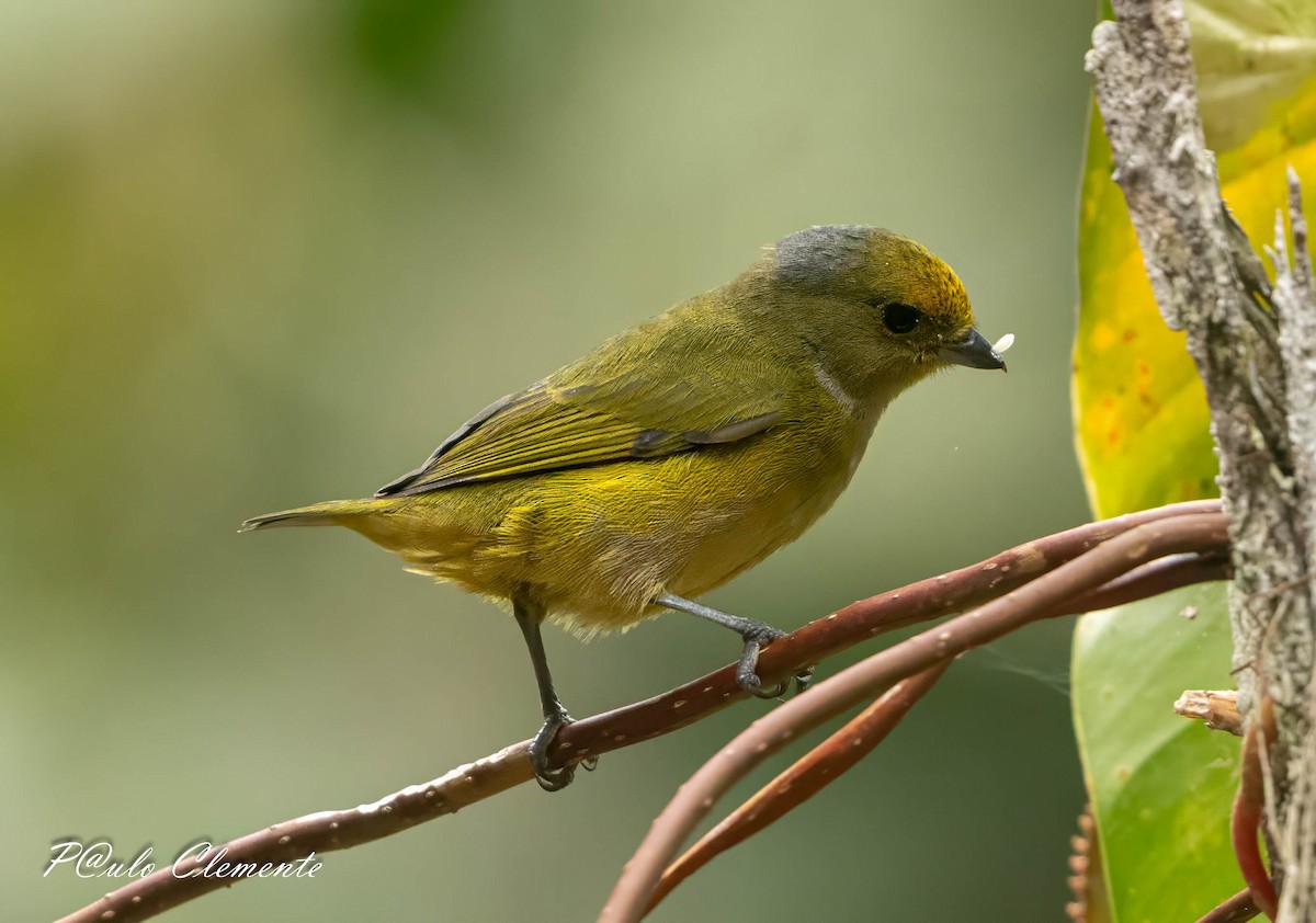 Orange-bellied Euphonia - ML643058885