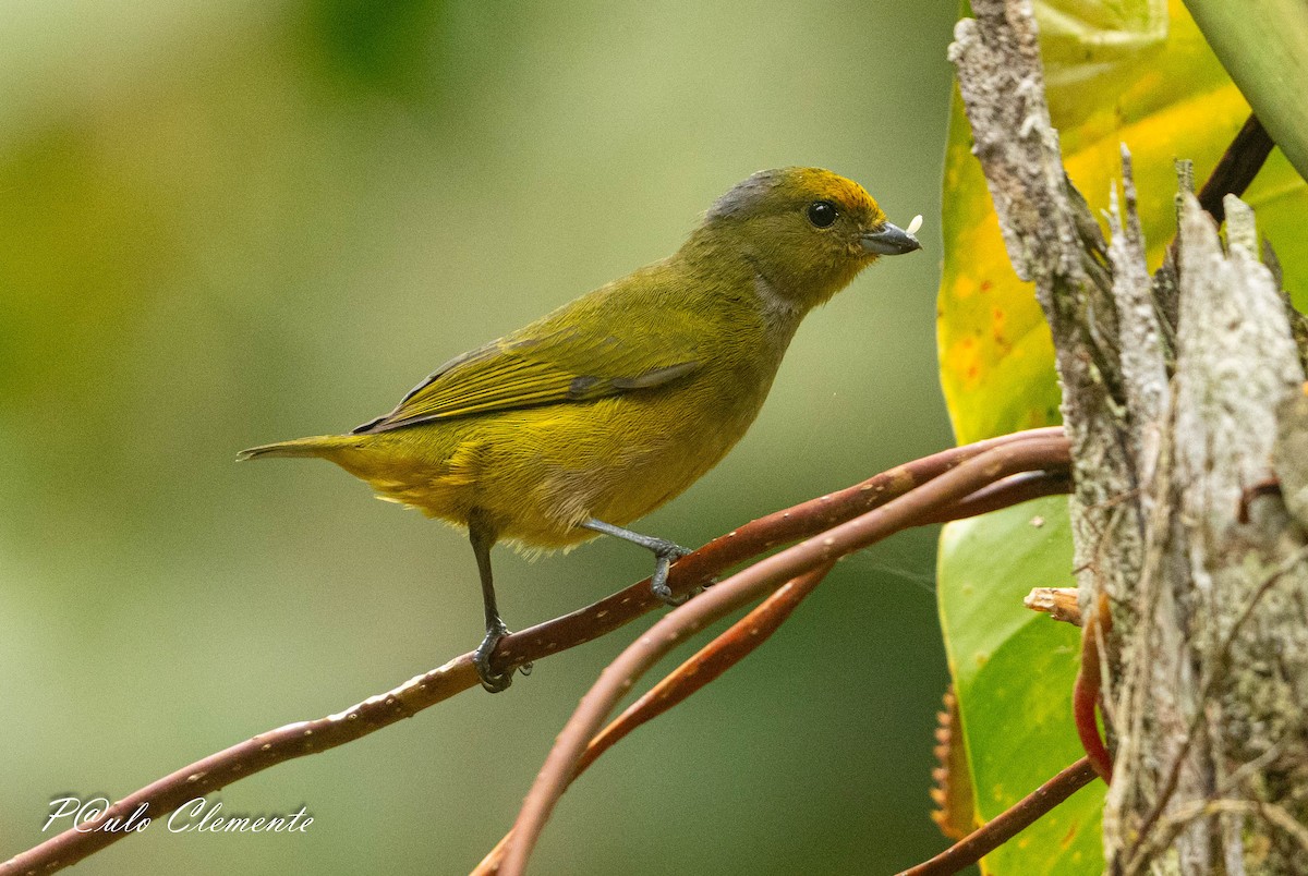 Orange-bellied Euphonia - ML643058888