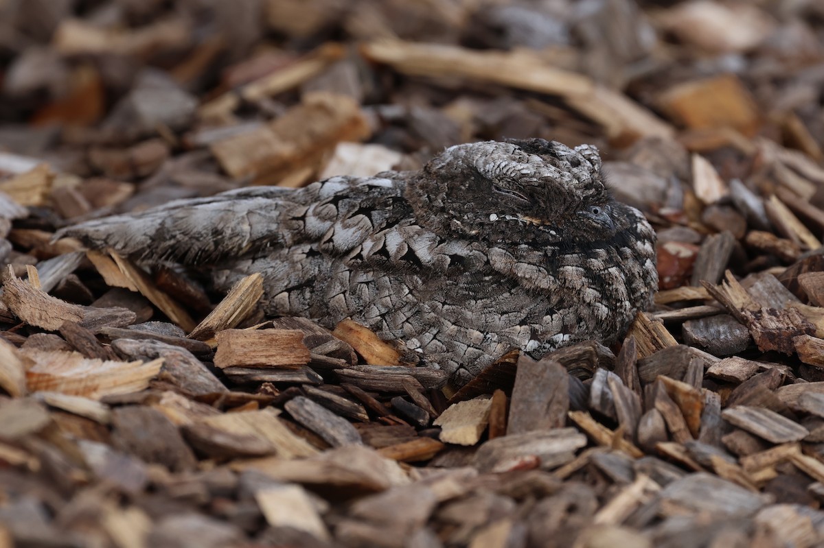 Common Poorwill - ML643058892