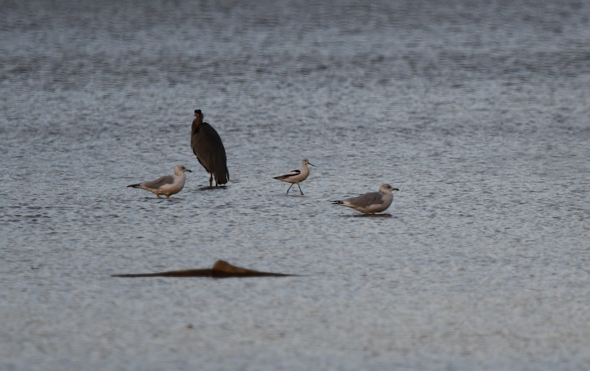 American Avocet - ML643058898