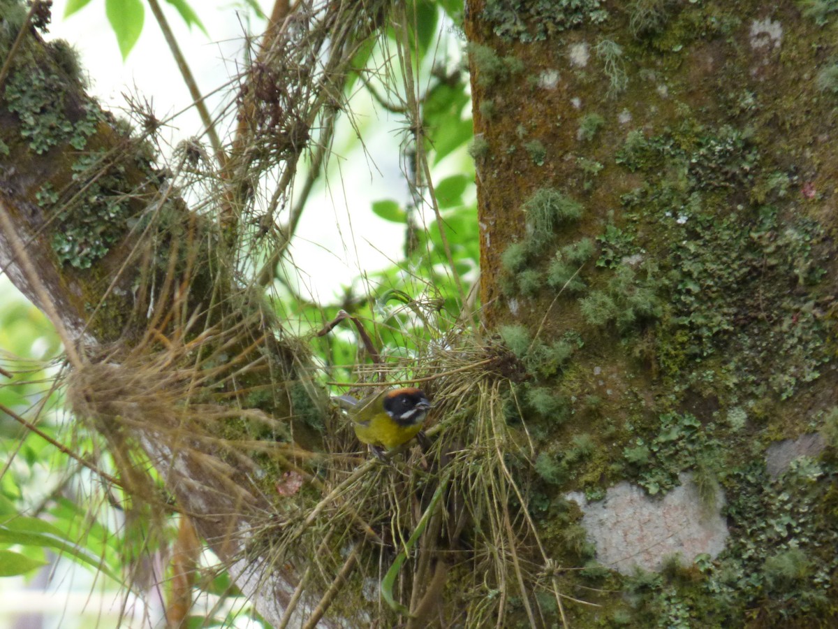 Moustached Brushfinch - ML643058901