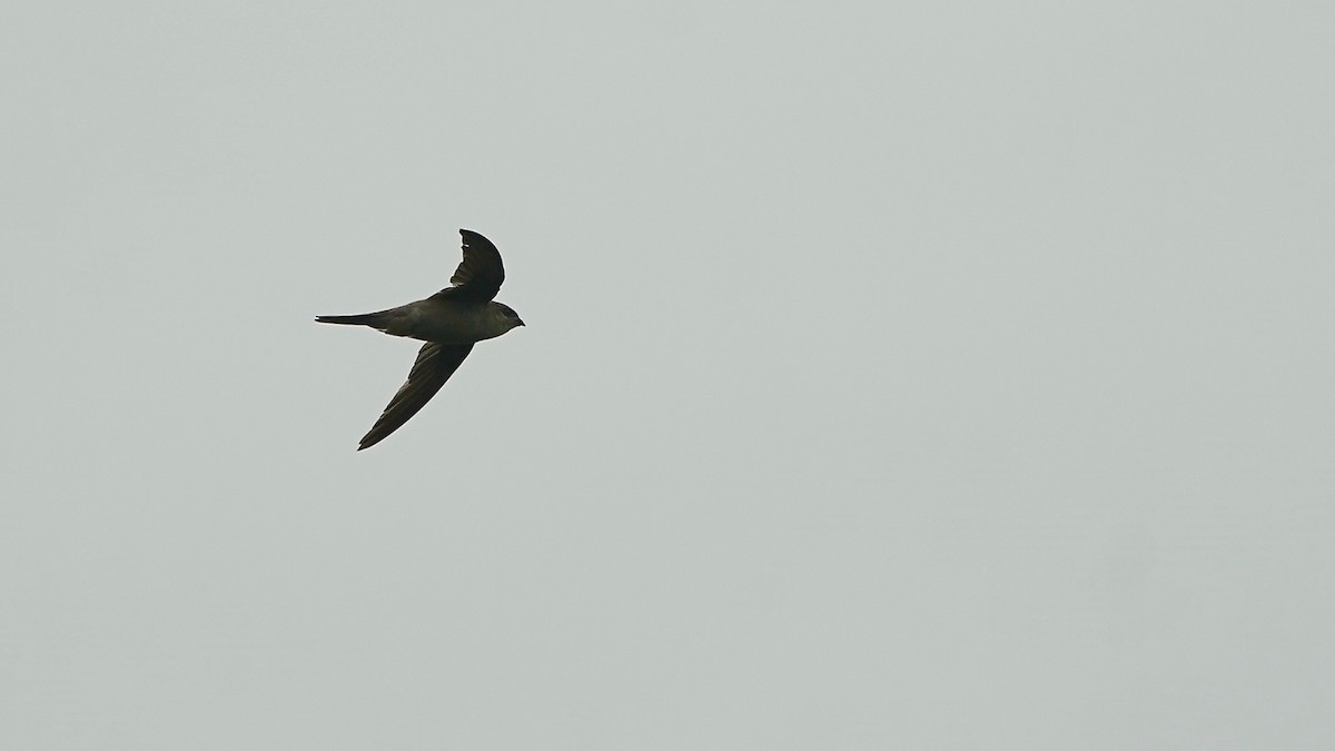 Asian Palm Swift - ML643058906