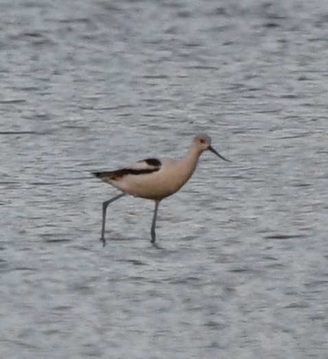 American Avocet - ML643058908