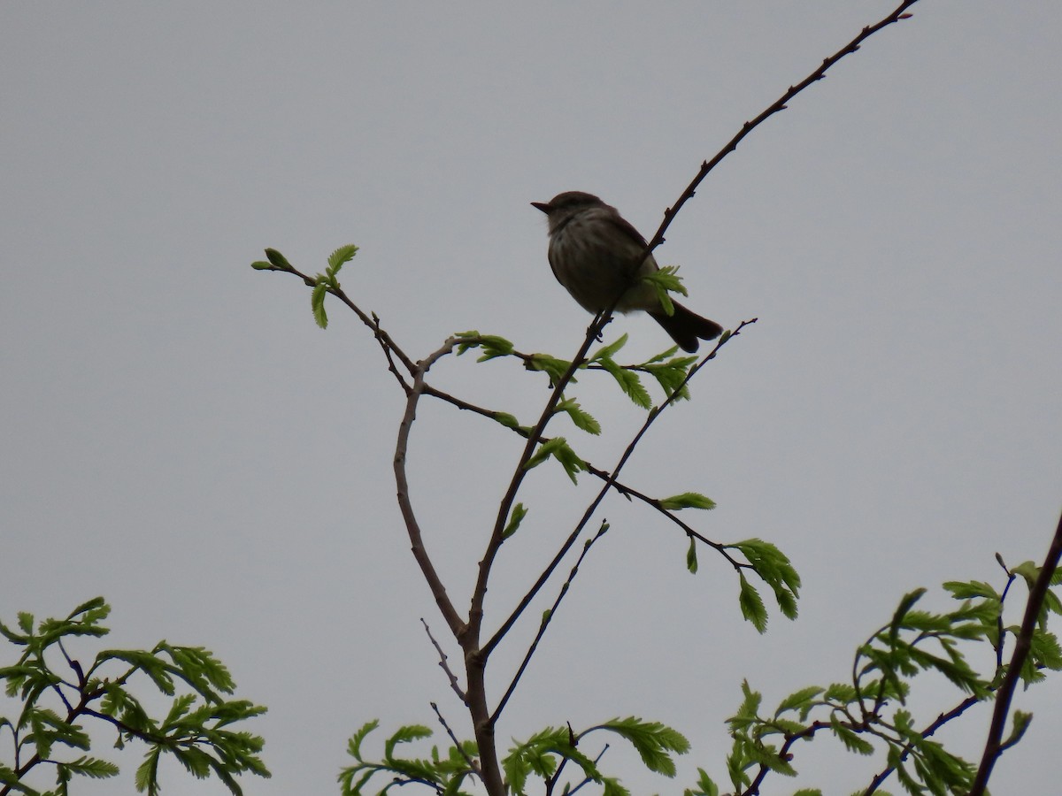 Vermilion Flycatcher (Austral) - ML643058912