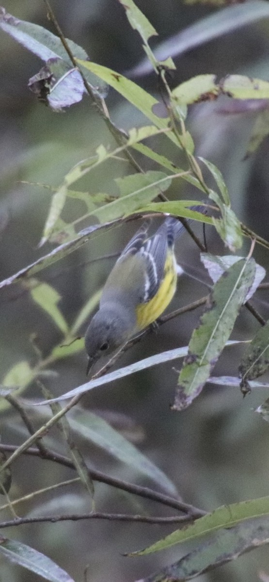 Magnolia Warbler - ML643058915
