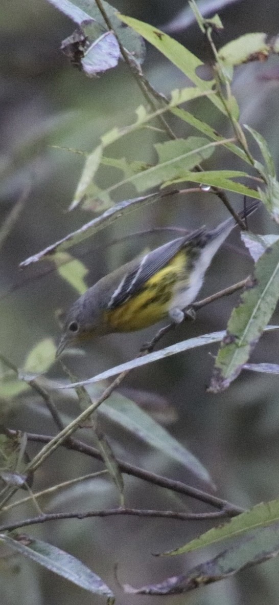 Magnolia Warbler - ML643058916