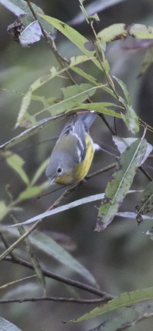 Magnolia Warbler - ML643058917