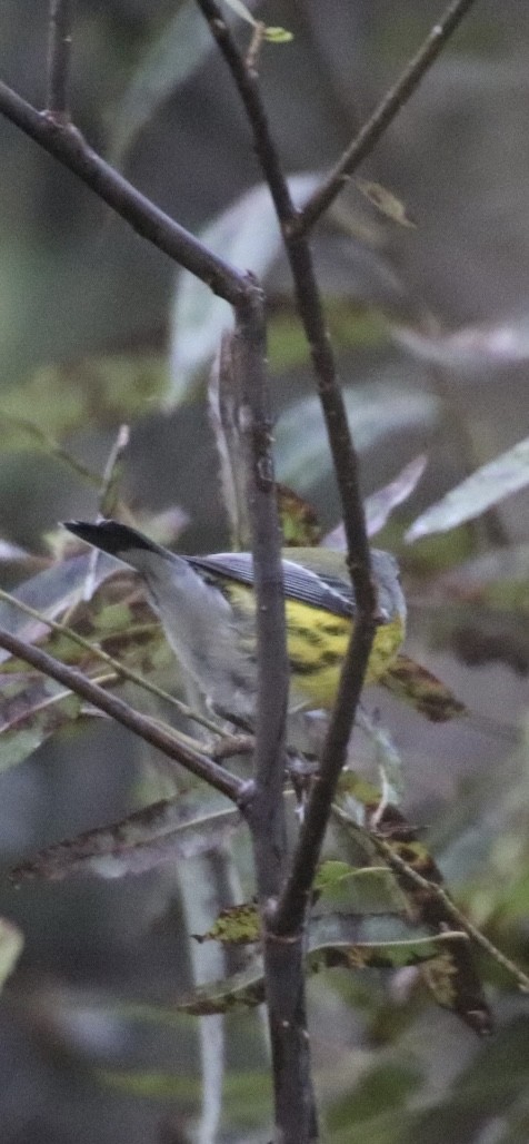 Magnolia Warbler - ML643058918