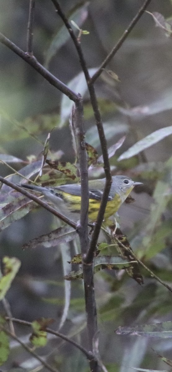 Magnolia Warbler - ML643058919