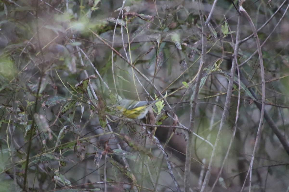 Magnolia Warbler - ML643058920