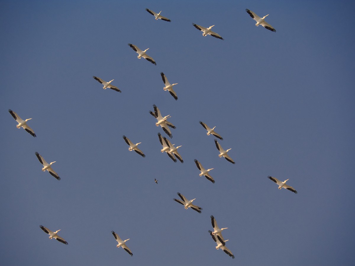 American White Pelican - ML643058929