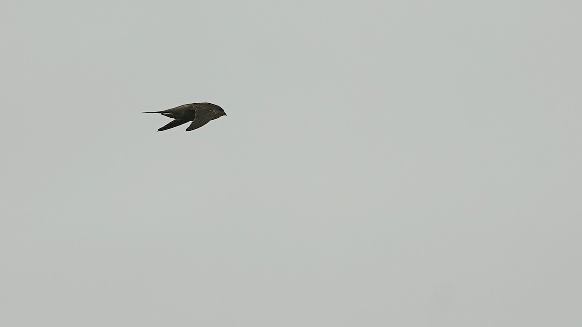Asian Palm Swift - ML643058933