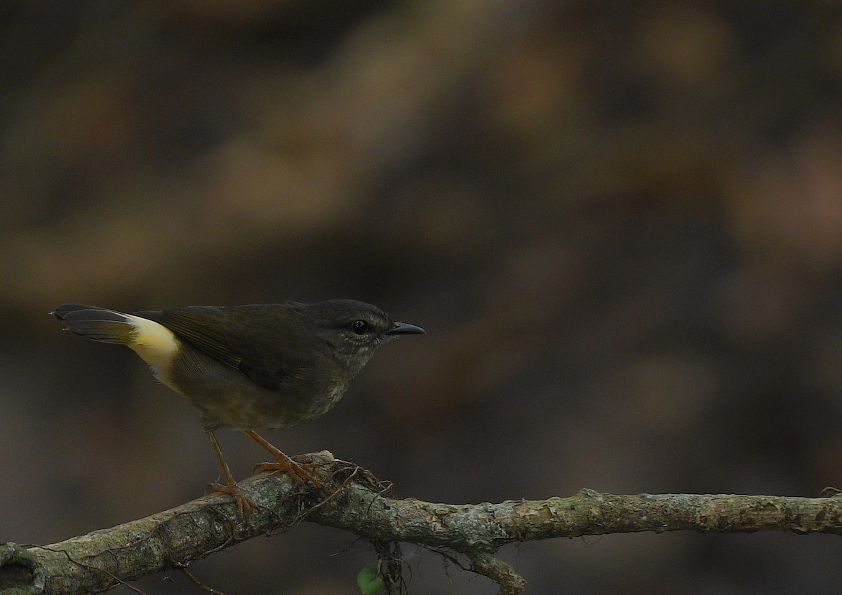 Buff-rumped Warbler - ML643058952