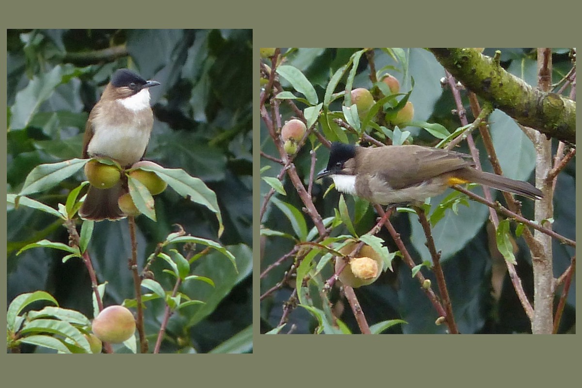 Brown-breasted Bulbul - ML643059014