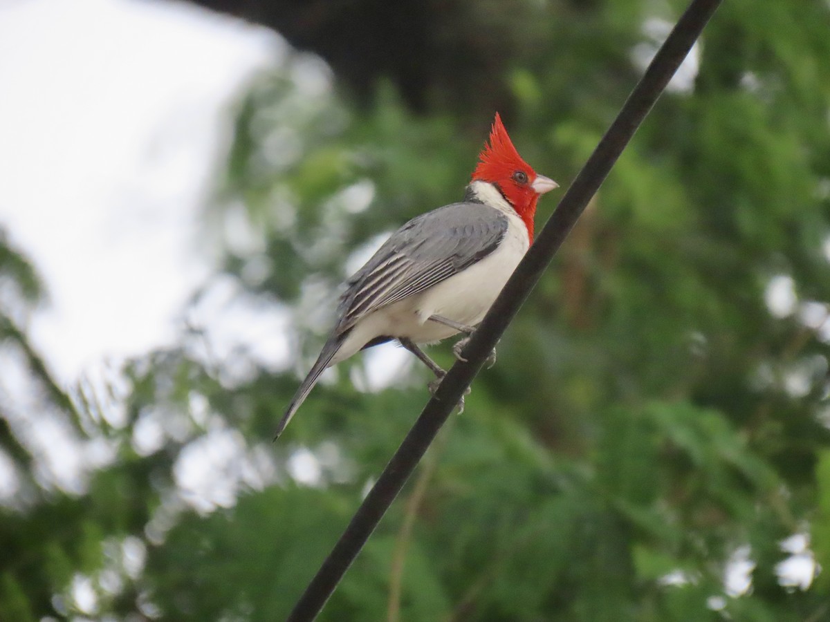 Red-crested Cardinal - ML643059017