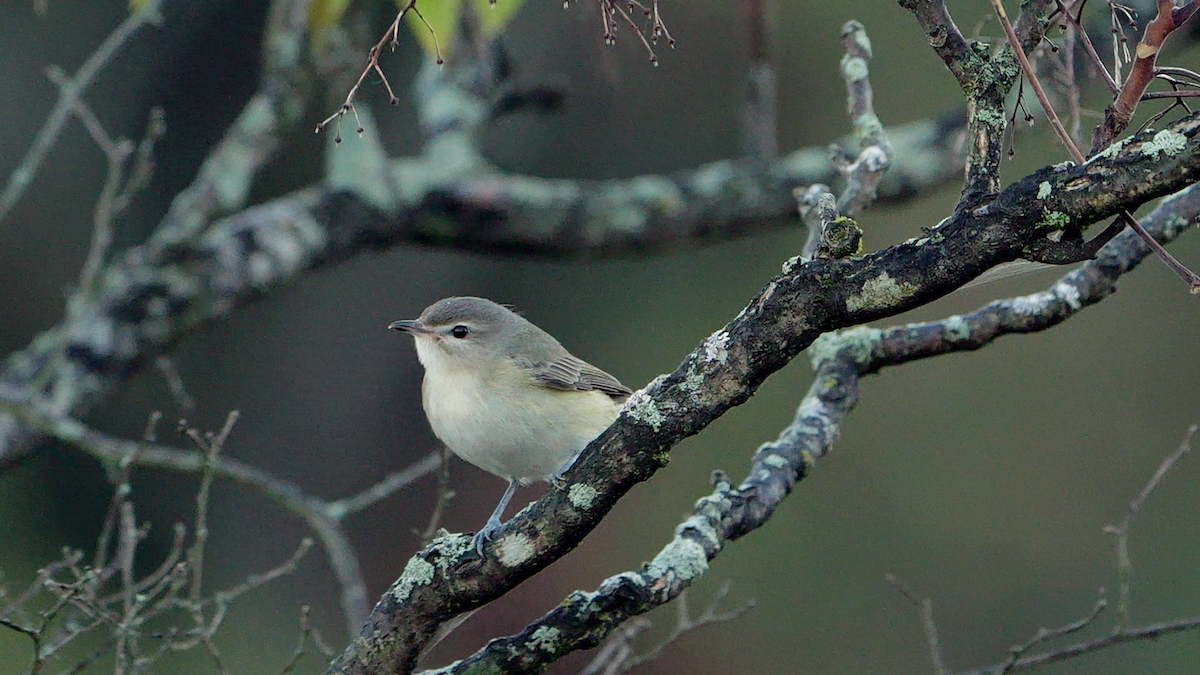 zelenáček švitořivý - ML643059031