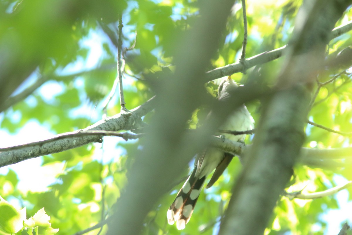 Yellow-billed Cuckoo - ML643059060