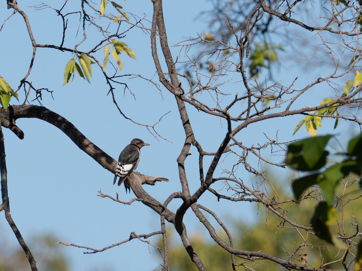 Red-headed Woodpecker - ML643059092