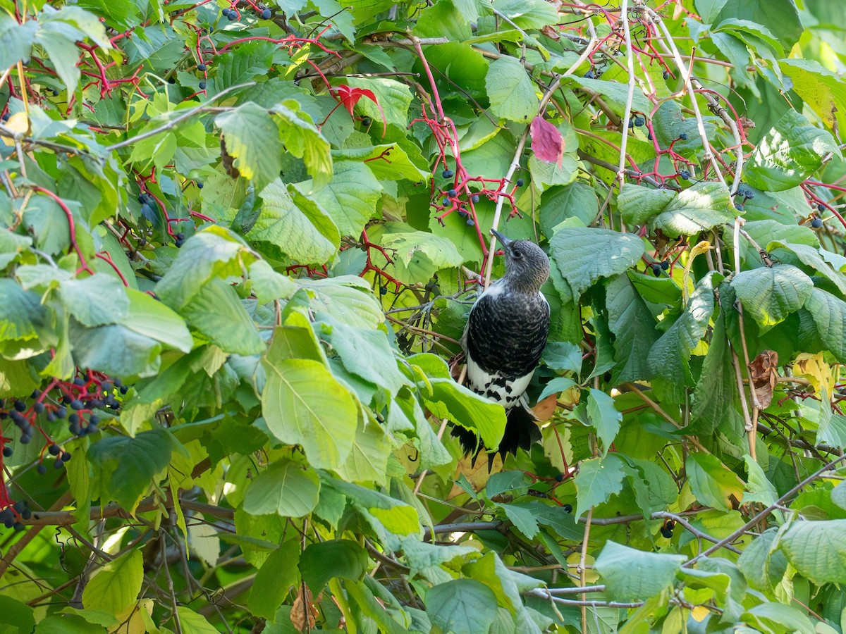 Red-headed Woodpecker - ML643059093