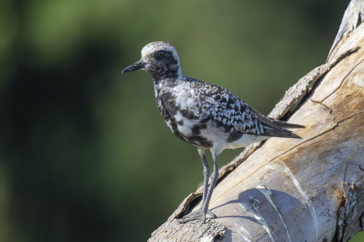 Black-bellied Plover - ML643059122