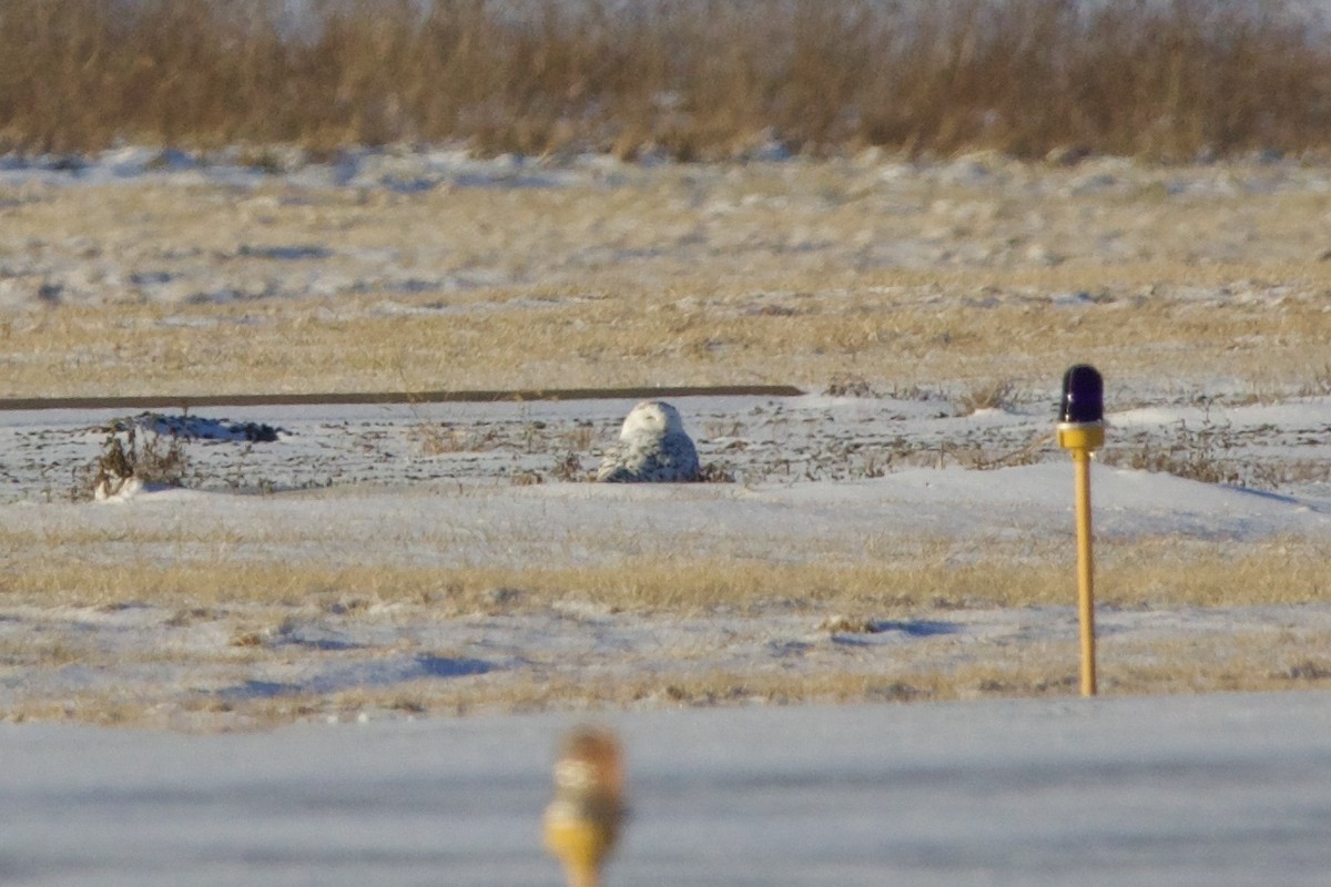 Snowy Owl - ML643059130