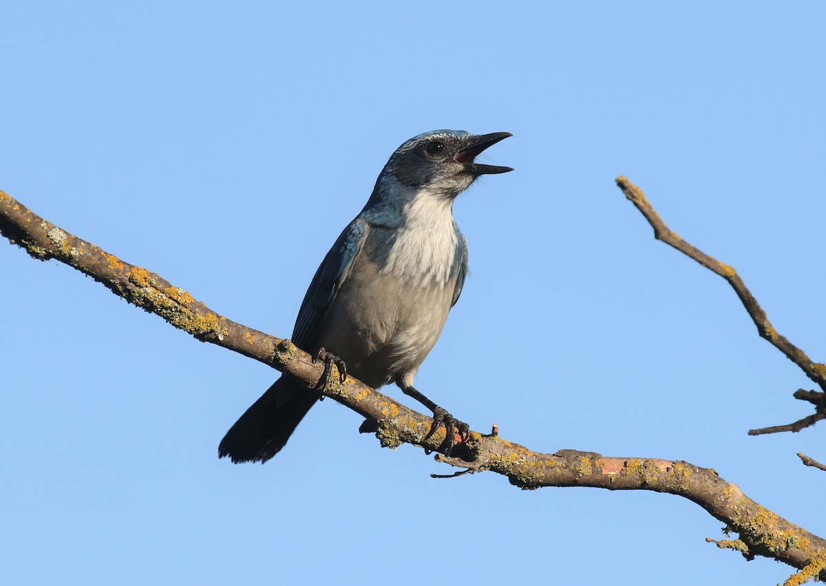 California Scrub-Jay - ML643059133