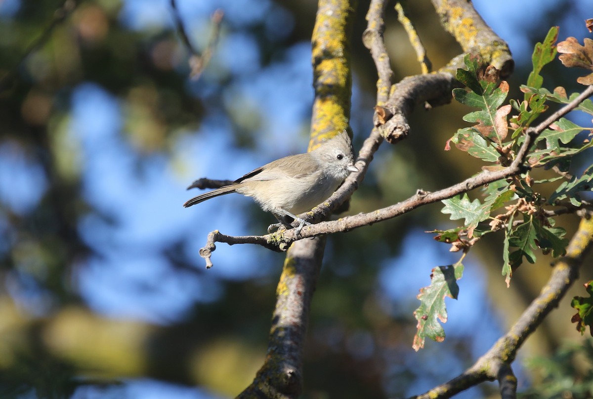 Oak Titmouse - ML643059136